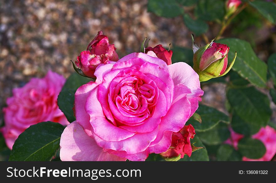 Flower, Rose, Rose Family, Plant