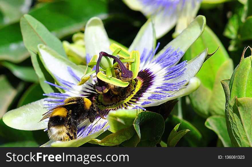 Bee, Flower, Honey Bee, Flora