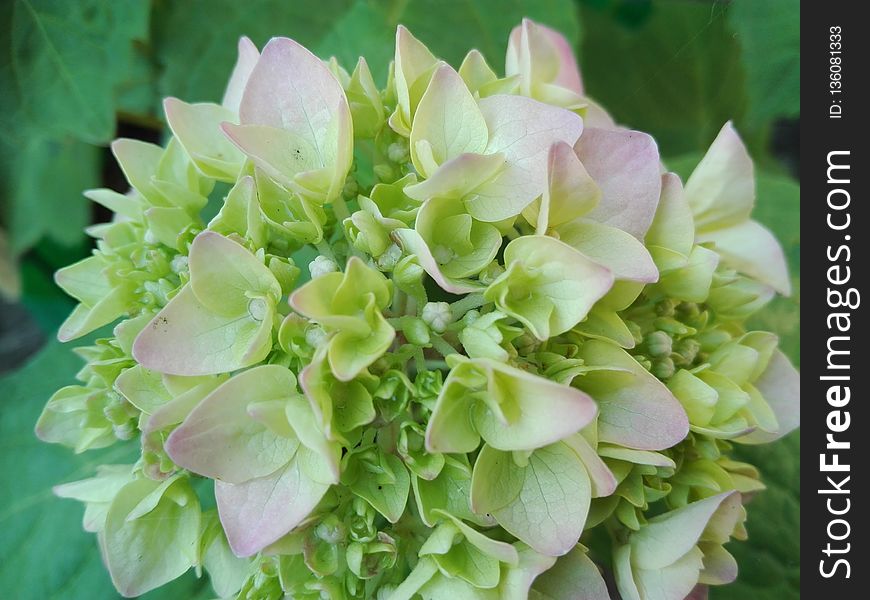 Flower, Plant, Green, Hydrangea