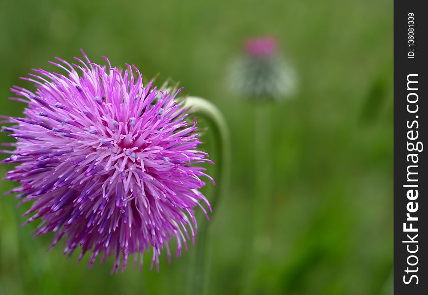 Silybum, Thistle, Purple, Close Up