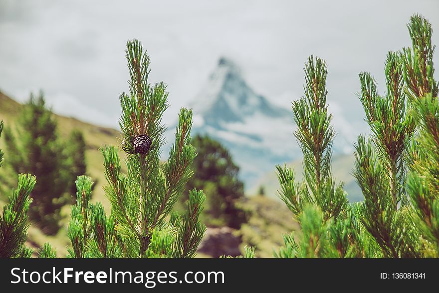Ecosystem, Vegetation, Tree, Pine Family