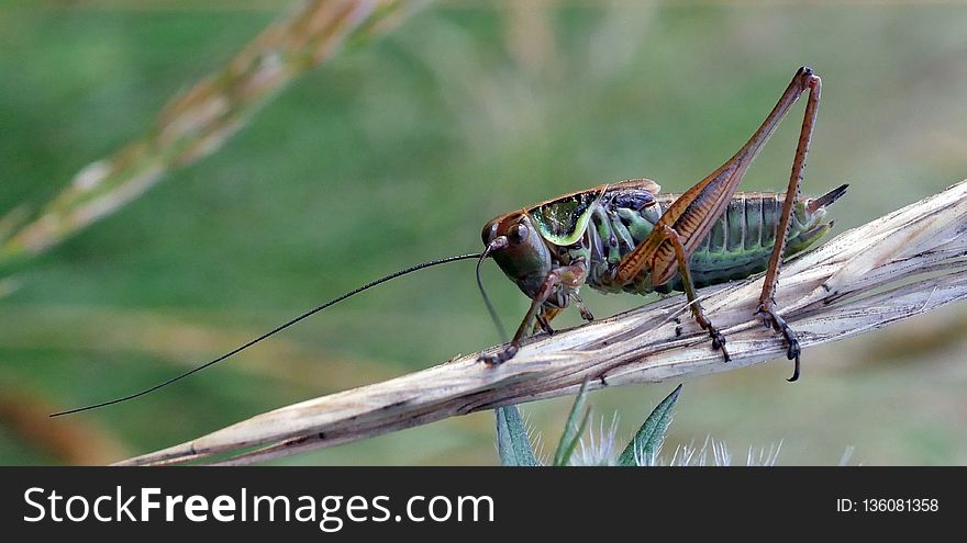 Insect, Invertebrate, Ecosystem, Cricket Like Insect