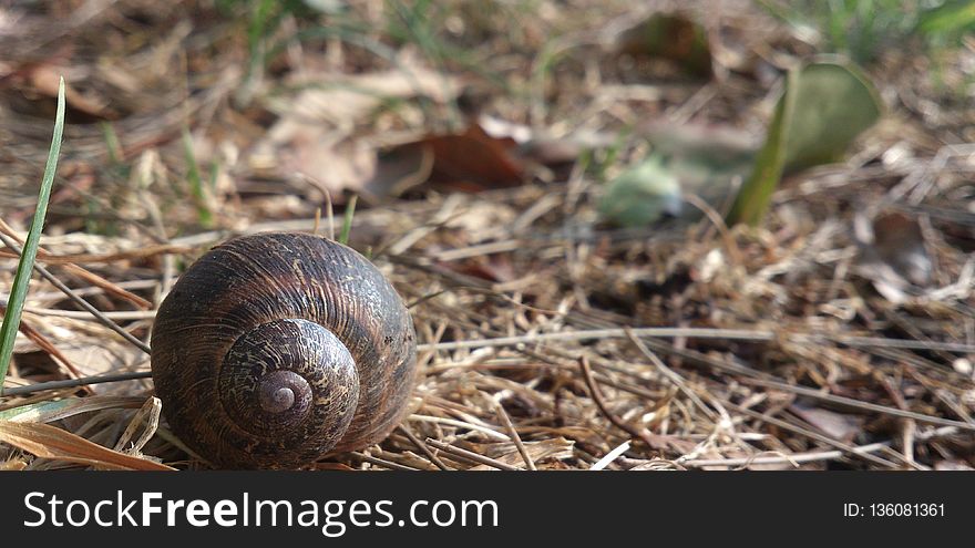 Snails And Slugs, Snail, Terrestrial Animal, Fauna