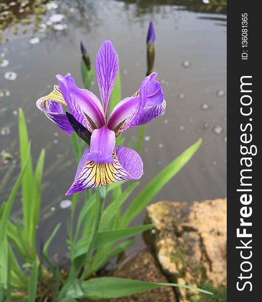 Flower, Plant, Flora, Flowering Plant