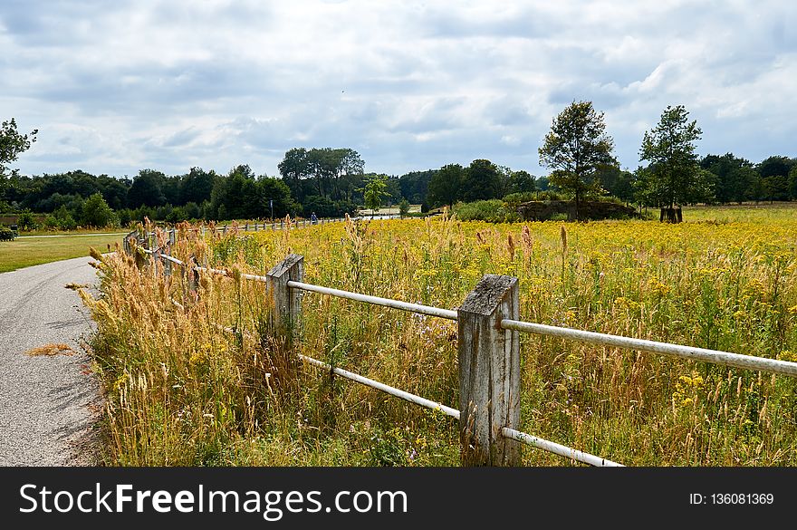 Grassland, Pasture, Field, Nature Reserve