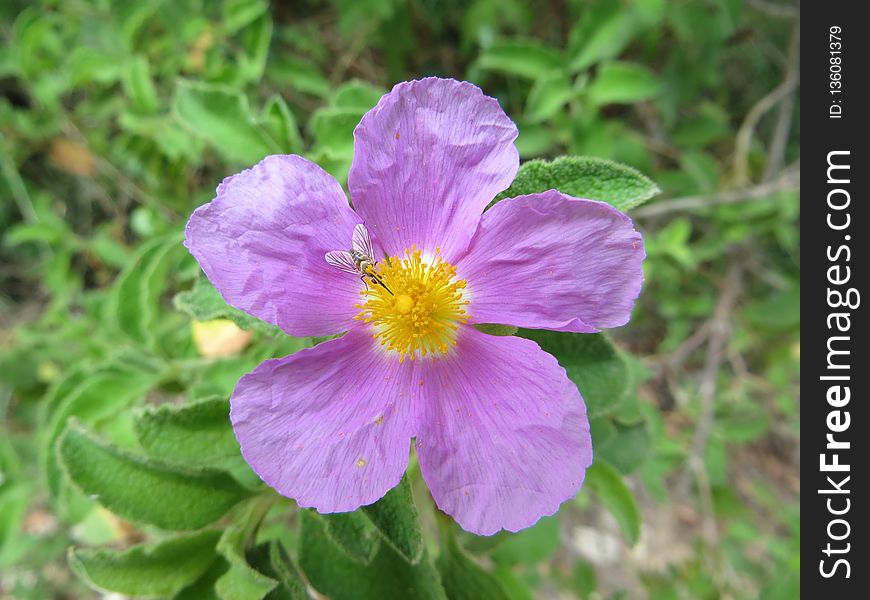 Flower, Flora, Plant, Rosa Arkansana
