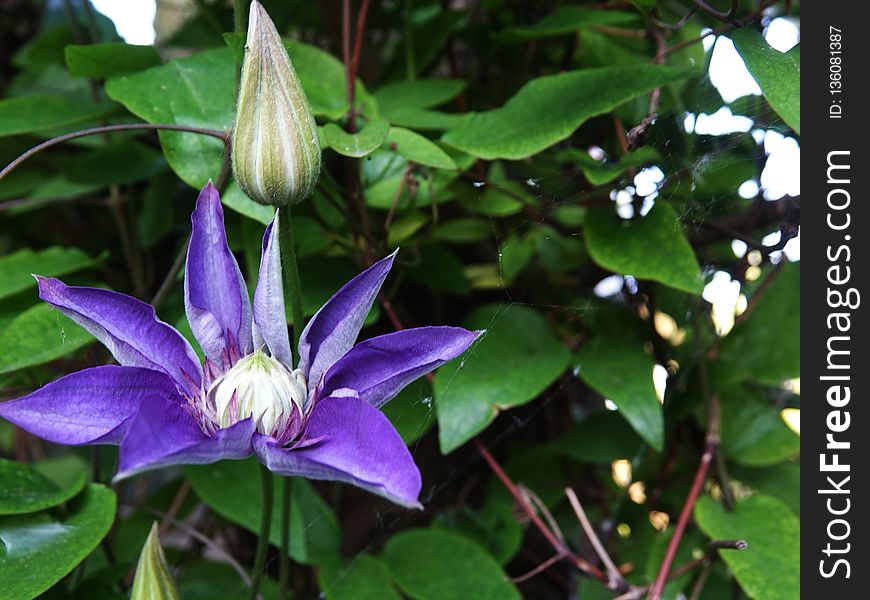 Flower, Plant, Flora, Passion Flower