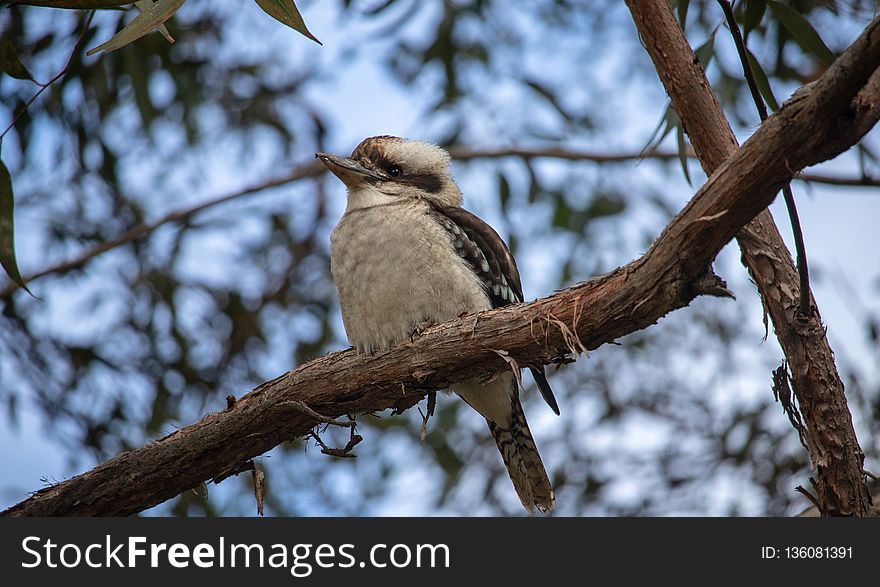 Bird, Fauna, Beak, Tree