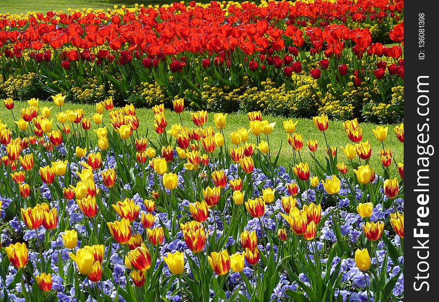 Flower, Plant, Flowering Plant, Botanical Garden