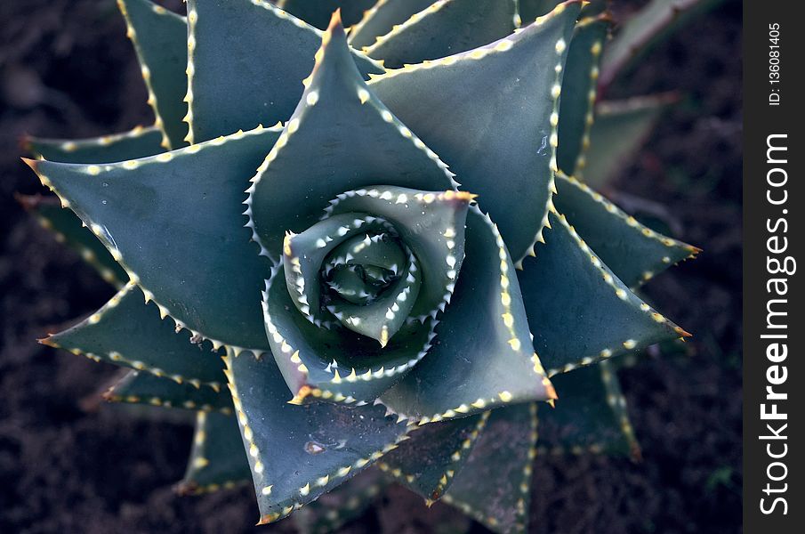 Flora, Plant, Close Up, Flowering Plant