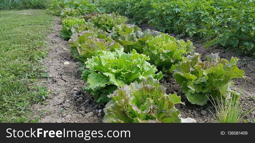 Plant, Leaf Vegetable, Lettuce, Herb