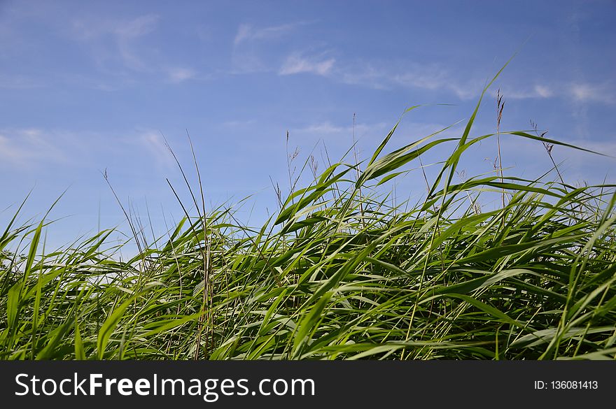 Sky, Grass, Ecosystem, Grassland