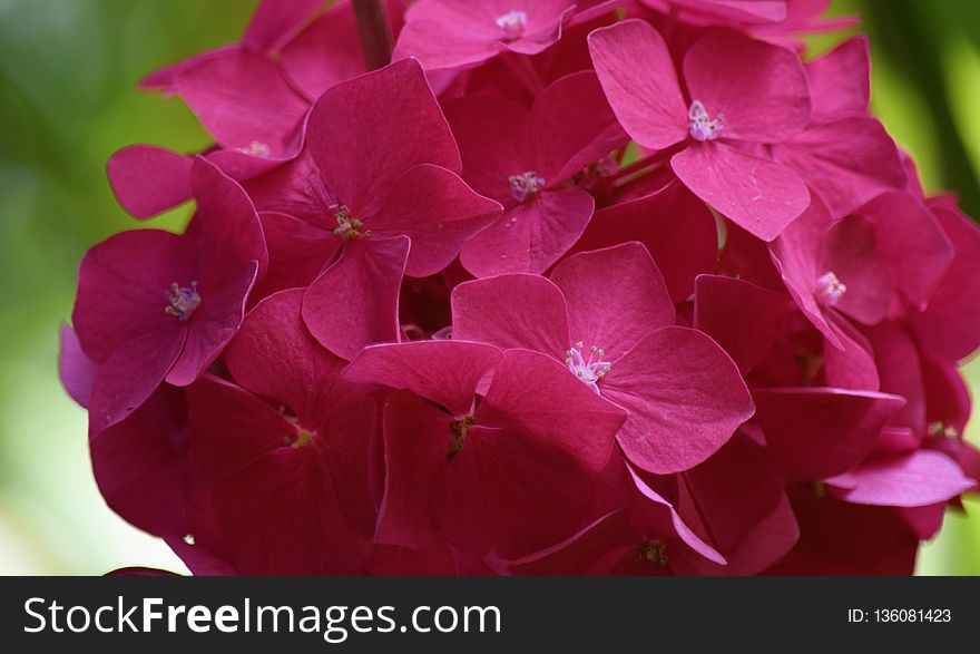 Flower, Pink, Plant, Hydrangea