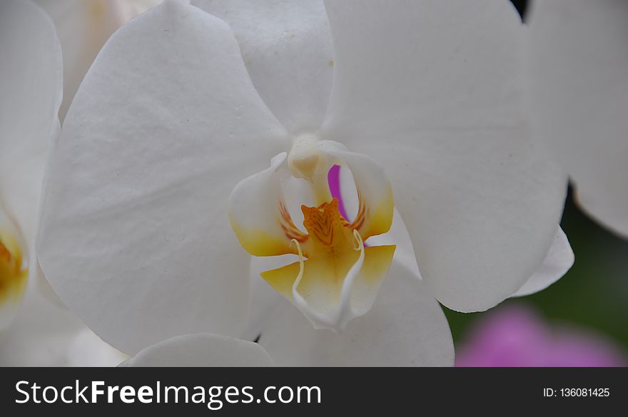 Flower, White, Flowering Plant, Yellow