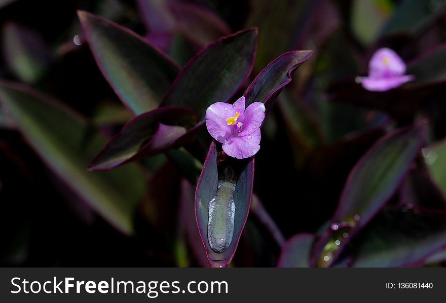 Plant, Flora, Flower, Purple