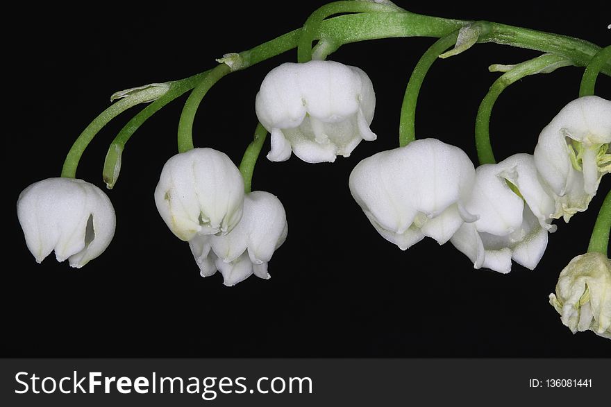 Flower, Plant, Petal, Still Life Photography