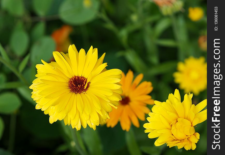Flower, Yellow, Flora, Daisy Family