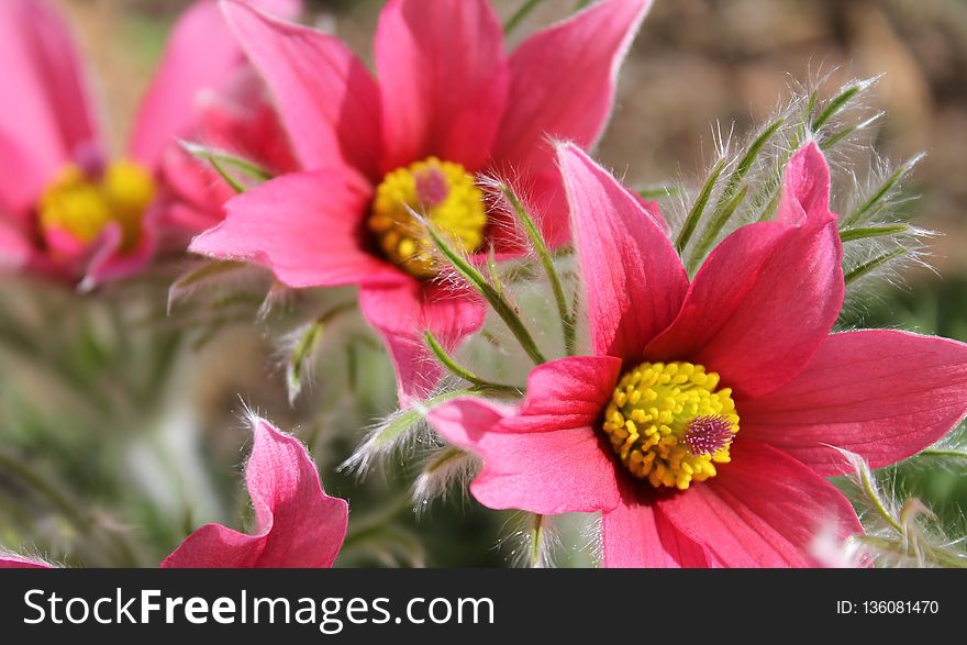 Flower, Plant, Flora, Flowering Plant