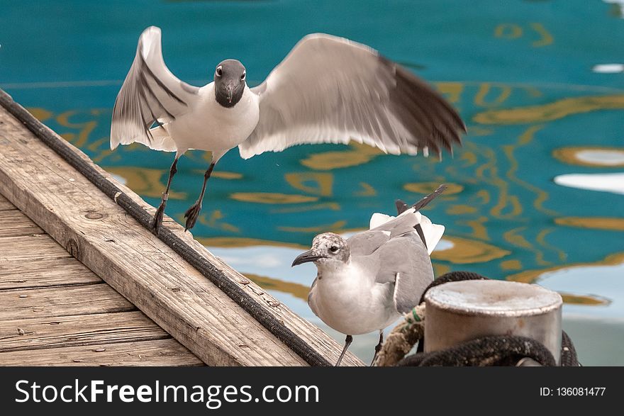 Bird, Seabird, Gull, Beak