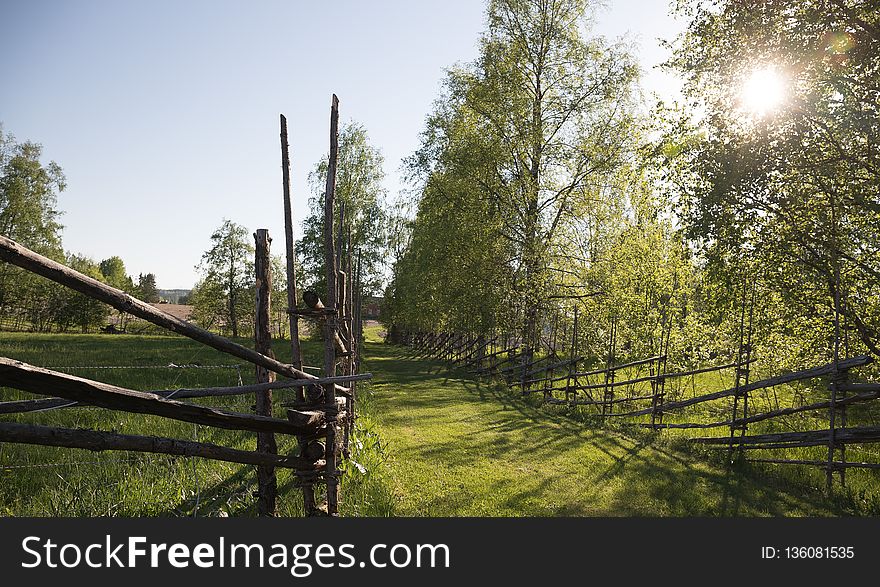 Tree, Pasture, Nature Reserve, Sky