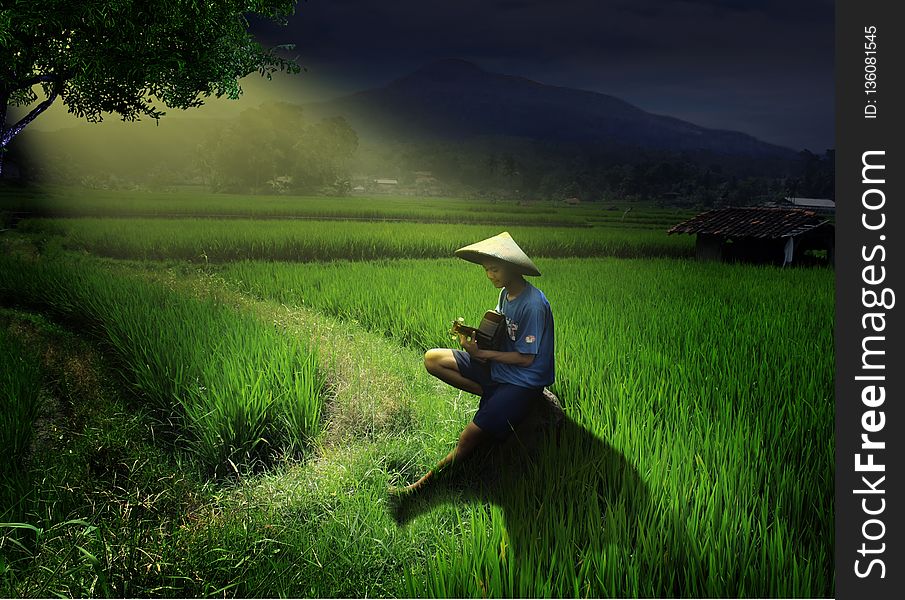 Field, Paddy Field, Agriculture, Grass