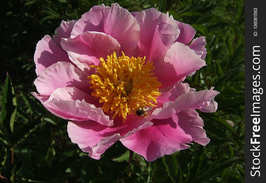 Flower, Peony, Plant, Flowering Plant