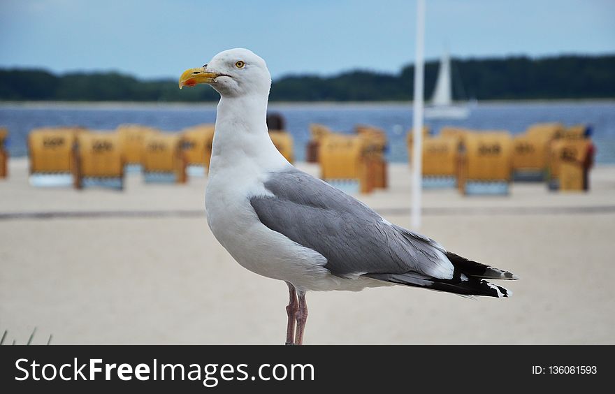 Bird, Gull, Seabird, European Herring Gull