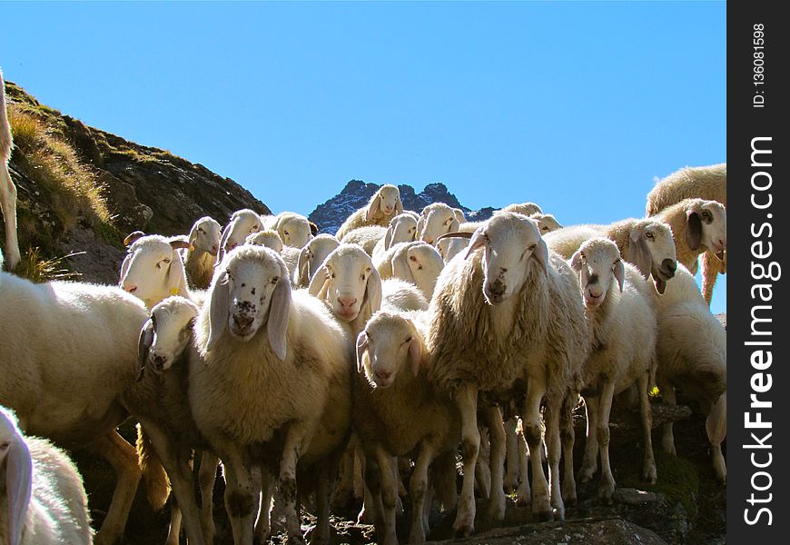 Herd, Sheep, Cow Goat Family, Livestock