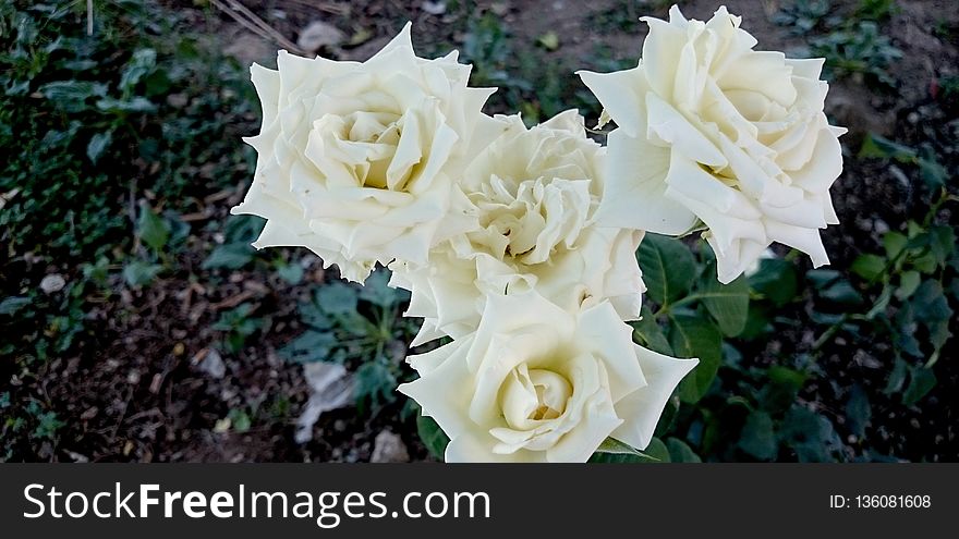 Flower, Rose Family, Rose, Plant