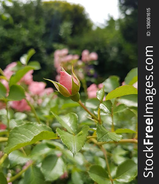 Plant, Rose Family, Flora, Vegetation