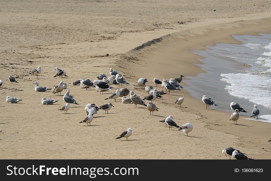 Seabird, Beach, Sand, Shore