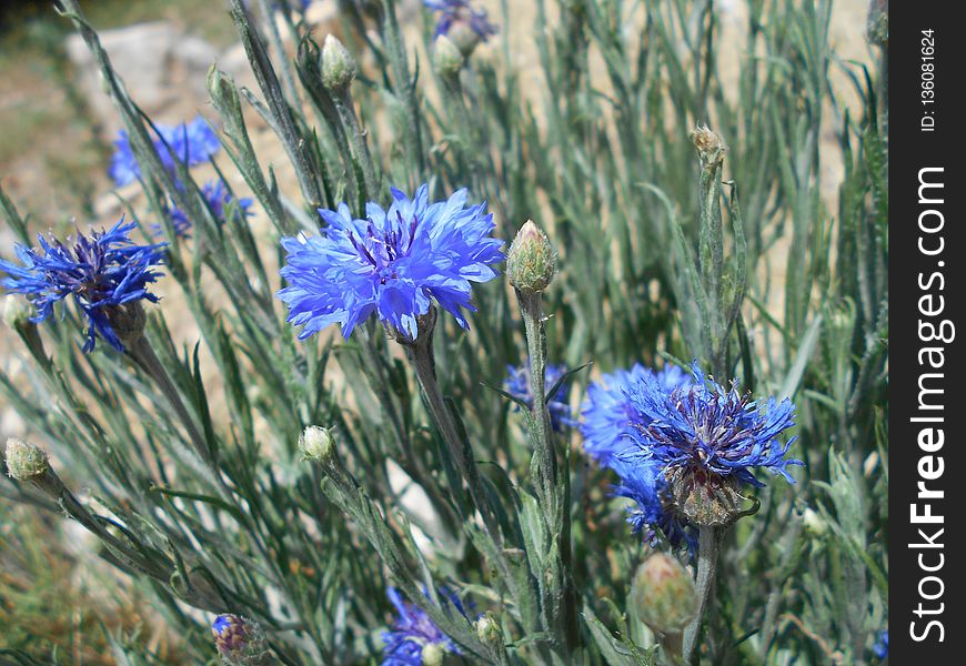 Plant, Flower, Flora, Grass