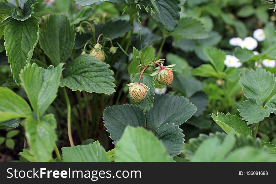 Plant, Leaf, Flora, Insect