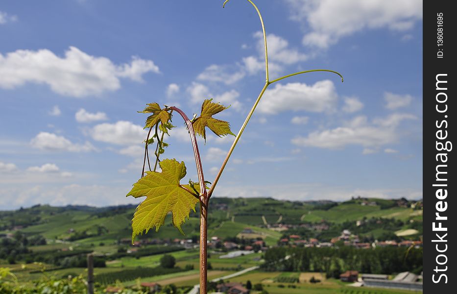 Sky, Yellow, Leaf, Field