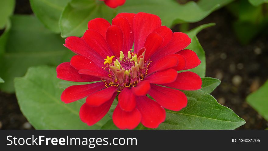 Flower, Plant, Flora, Annual Plant