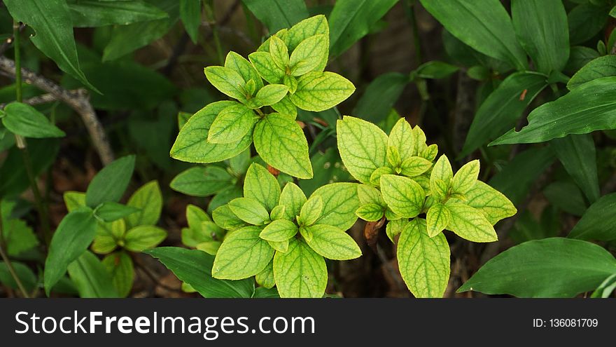 Plant, Leaf, Herb, Basil