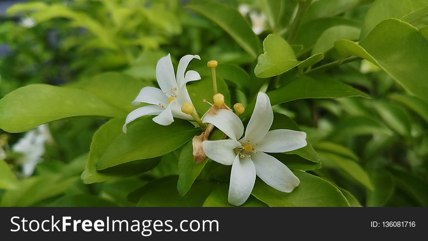 Plant, Flower, Flora, Leaf