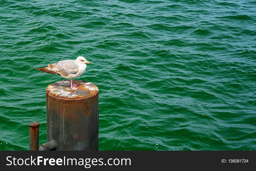 Water, Bird, Sea, Seabird