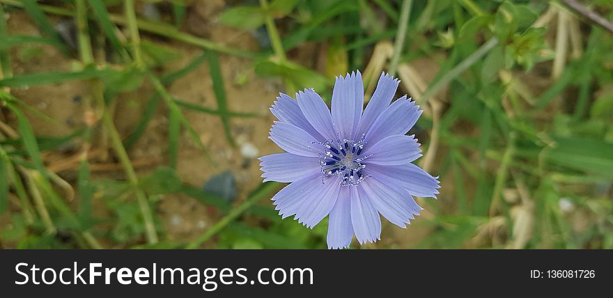 Blue, Flora, Chicory, Plant