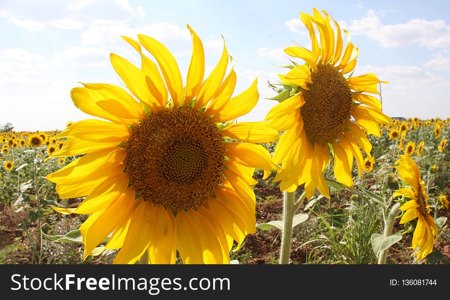 Sunflower, Flower, Yellow, Field