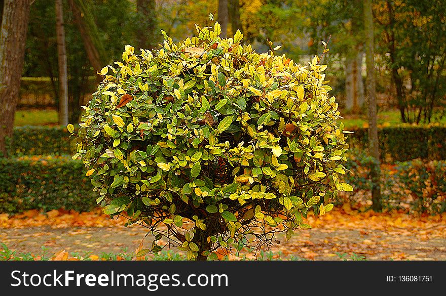 Plant, Tree, Leaf, Flora