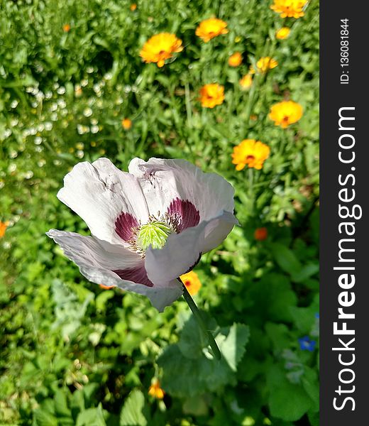 Flower, Wildflower, Plant, Poppy