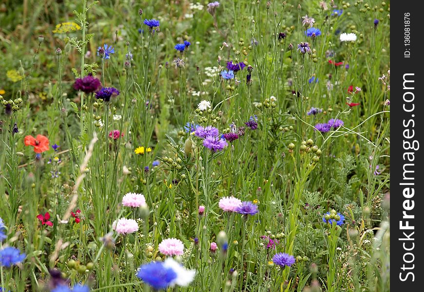 Flower, Meadow, Wildflower, Flora