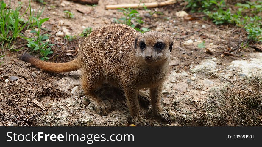 Meerkat, Mammal, Fauna, Wildlife