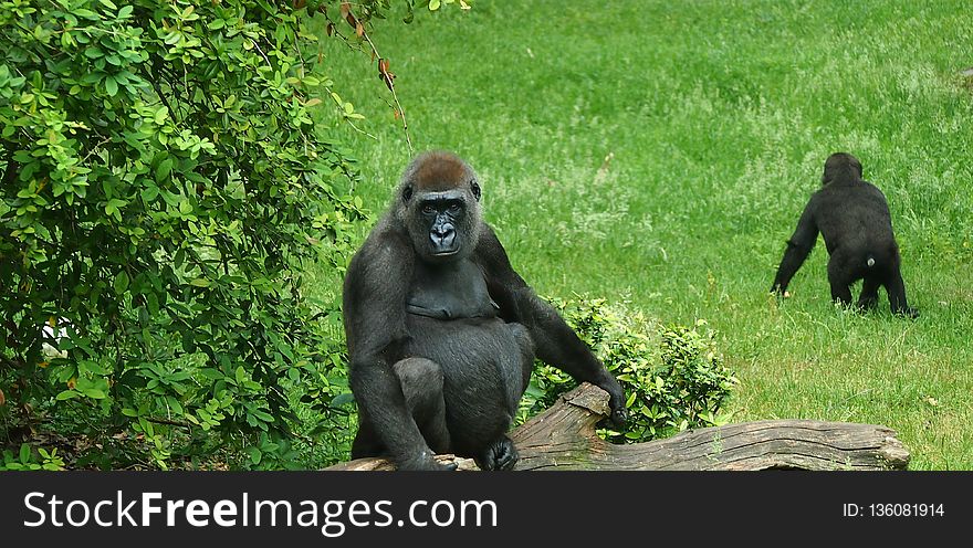 Fauna, Primate, Great Ape, Western Gorilla