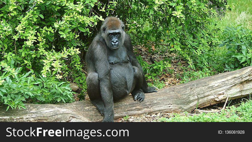 Great Ape, Western Gorilla, Fauna, Primate