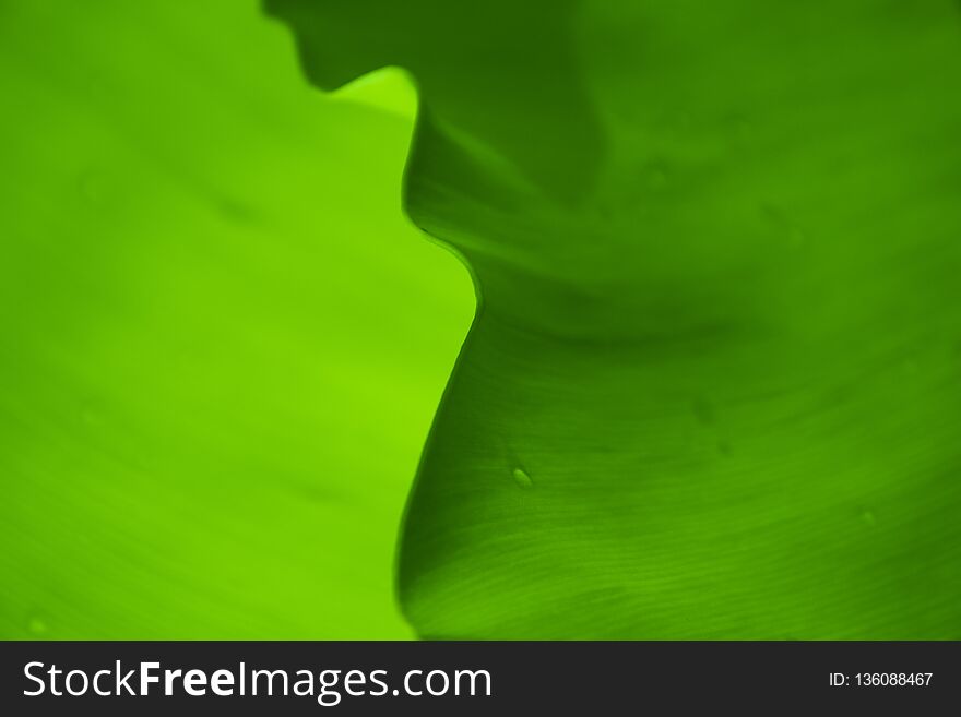 Abstract photo art style nature from Banana leaf