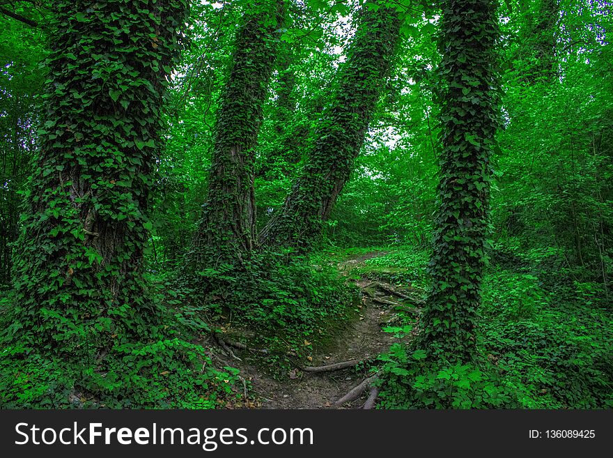 Among The Ivy Trees Somewhere In France