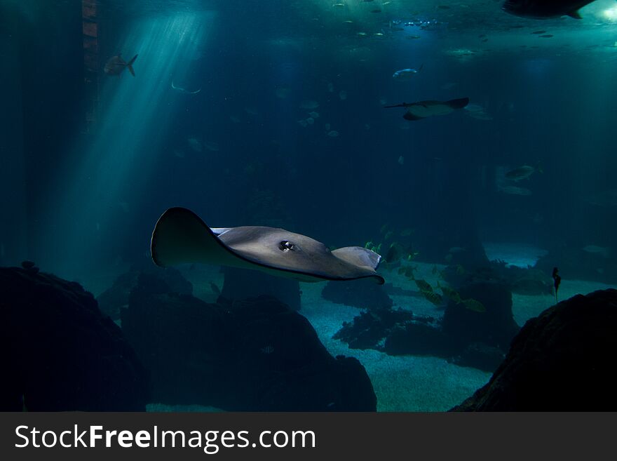 Single specimen of manta swimming in an oceanic environment. Single specimen of manta swimming in an oceanic environment