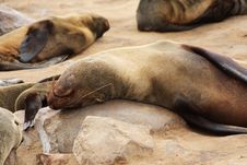 Brown Fur Seal (Arctocephalus Pusillus) Stock Image Brown Fur Seal (Arctocephalus Pusillus) Stock Image